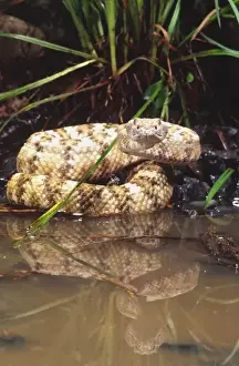 Baja Speckled Rattlesnake, Crotalus mitchelli angelensis, Native to Baja California