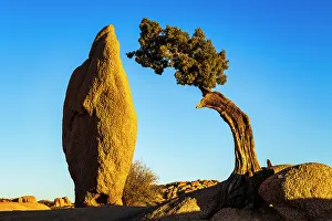 Balanced rock and juniper, Joshua Tree National Park, California, USA