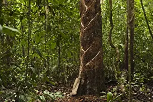 Rupununi Prints: Balata or Bullet Wood Tree being bled for natural latex Katoka Rupununi
