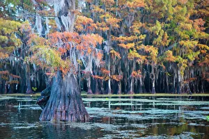Harrison County Prints: Bald cypress in autumn color