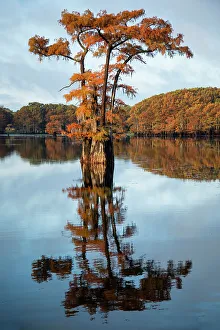 Images Dated 17th May 2022: Bald cypress in autumn color