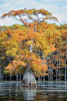 Images Dated 19th May 2022: Bald cypress in autumn color