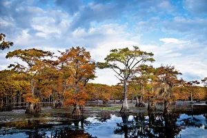 Harrison County Prints: Bald cypress in autumn color at Caddo Lake, Texas