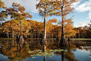 Bald cypress in fall color