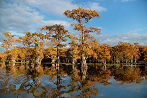 Bald cypress in fall color