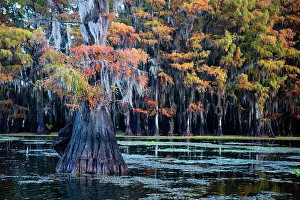 Images Dated 24th February 2022: Bald cypress in fall color