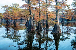 Images Dated 24th February 2022: Bald cypress in fall color