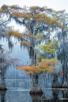 Images Dated 24th February 2022: Bald cypress in fall color