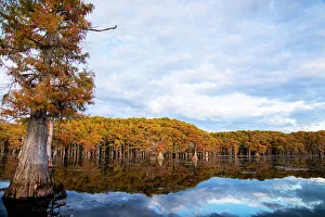 Harrison County Prints: Bald cypress forest, Caddo Lake, Texas