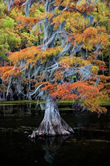Harrison County Prints: Bald cypress and Spanish moss in autumn color