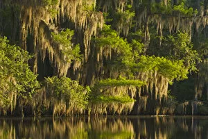 Bald cypress (Taxodium distichum) and Spanish moss in black water on Caddo Lake, Texas