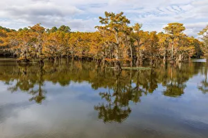 Bald Cypress tree draped in Spanish moss with fall colors. Caddo Lake State Park, Uncertain, Texas