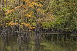 Bald Cypress tree draped in Spanish moss with fall colors. Caddo Lake State Park, Uncertain, Texas