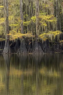Bald Cypress tree draped in Spanish moss with fall colors. Caddo Lake State Park, Uncertain, Texas