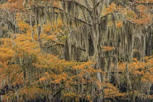 Bald Cypress tree draped in Spanish moss with fall colors. Caddo Lake State Park, Uncertain, Texas