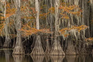 Bald Cypress tree draped in Spanish moss with fall colors. Caddo Lake State Park, Uncertain, Texas