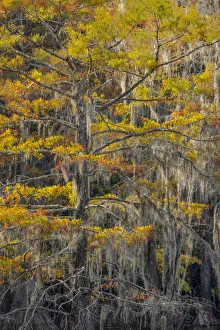 Bald Cypress tree draped in Spanish moss with fall colors. Caddo Lake State Park, Uncertain, Texas