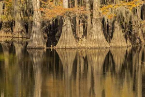 Bald Cypress tree draped in Spanish moss with fall colors. Caddo Lake State Park, Uncertain, Texas