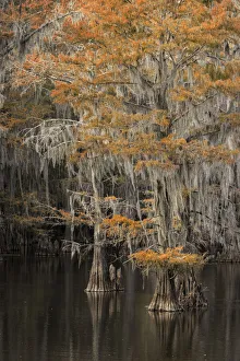 Bald Cypress tree draped in Spanish moss with fall colors. Caddo Lake State Park, Uncertain, Texas