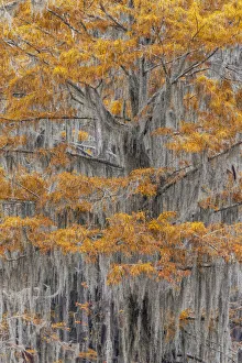 Bald Cypress tree draped in Spanish moss with fall colors. Caddo Lake State Park, Uncertain, Texas