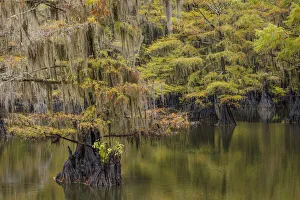 Bald Cypress tree draped in Spanish moss with fall colors. Caddo Lake State Park, Uncertain, Texas