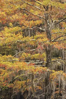 Bald Cypress tree draped in Spanish moss with fall colors. Caddo Lake State Park, Uncertain, Texas