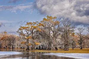 Bald cypress trees in autumn. Caddo Lake, Uncertain, Texas