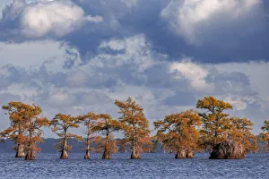 Bald cypress trees in autumn. Caddo Lake, Uncertain, Texas