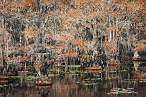 Images Dated 17th January 2024: Bald cypress trees and autumn colors in southern swamp, Caddo Lake State Park, Texas