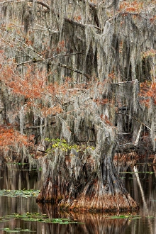 Images Dated 17th January 2024: Bald cypress trees and autumn colors in southern swamp, Caddo Lake State Park, Texas