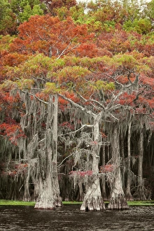 Images Dated 17th January 2024: Bald cypress trees and autumn colors in southern swamp, Caddo Lake, Texas