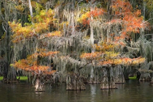 Images Dated 17th January 2024: Bald cypress trees and autumn colors in southern swamp, Caddo Lake, Texas