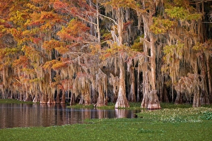 Images Dated 17th January 2024: Bald cypress trees and autumn colors in southern swamp, Caddo Lake, Texas