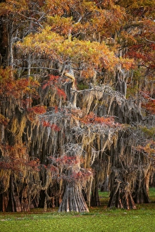 Images Dated 17th January 2024: Bald cypress trees and autumn colors in southern swamp, Caddo Lake, Texas