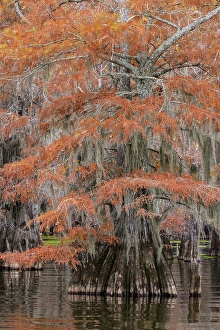 Images Dated 17th January 2024: Bald cypress trees and autumn colors in southern swamp, Caddo Lake, Texas