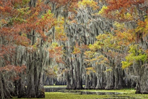Images Dated 17th January 2024: Bald cypress trees and autumn colors in southern swamp, Caddo Lake, Texas