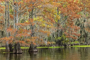 Images Dated 17th January 2024: Bald cypress trees and autumn colors in southern swamp, Caddo Lake, Texas