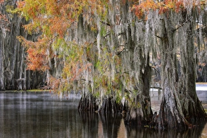 Images Dated 17th January 2024: Bald cypress trees and autumn colors in southern swamp, Caddo Lake, Texas