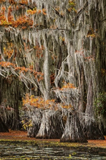Images Dated 17th January 2024: Bald cypress trees and autumn colors in southern swamp, Caddo Lake, Texas