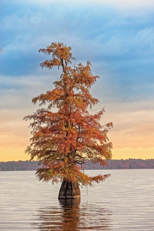 Images Dated 17th January 2024: Bald cypress trees and autumn colors at sunrise in southern swamp, Caddo Lake, Texas
