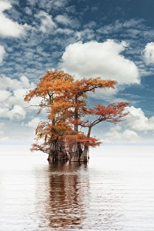 Images Dated 17th January 2024: Bald cypress trees and autumn colors at sunrise in southern swamp, Caddo Lake, Texas