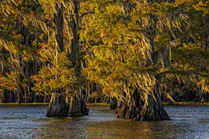 Blackwater Prints: Bald cypress trees in autumn colors at sunset. Caddo Lake, Uncertain, Texas