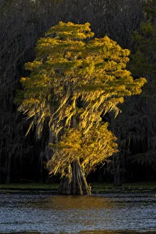 Bald cypress trees in autumn colors at sunset. Caddo Lake, Uncertain, Texas