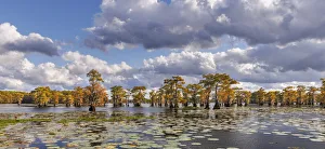 Bald cypress trees in autumn and lily-ads. Caddo Lake, Uncertain, Texas