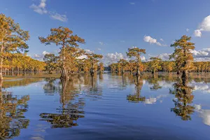 Bald cypress trees in autumn reflected on lake. Caddo Lake, Uncertain, Texas