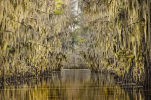 Tunnel Prints: Bald cypress trees draped in Spanish moss in autumn lining Government Ditch