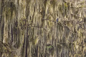 Heron Prints: Bald cypress trees draped in Spanish moss and Great blue heron