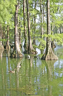 Images Dated 18th May 2006: Bald cypress trees, Greenfield Lake, Wilmington, North Carolina