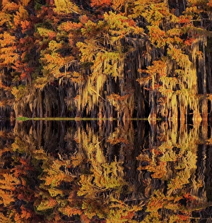 Images Dated 17th January 2024: Bald cypress trees reflecting autumn colors in southern swamp, Caddo Lake, Texas