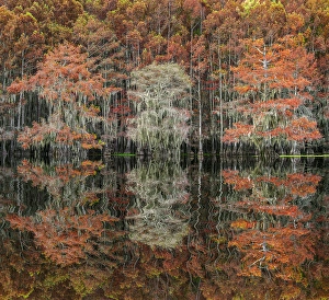 Images Dated 17th January 2024: Bald cypress trees reflecting autumn colors in southern swamp, Caddo Lake, Texas